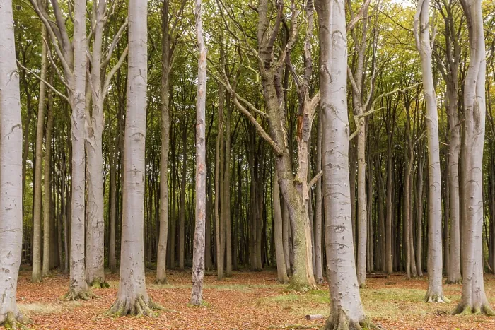 Impression encadrée : Forêt hantée. Impression encadrée : Forêt hantée.