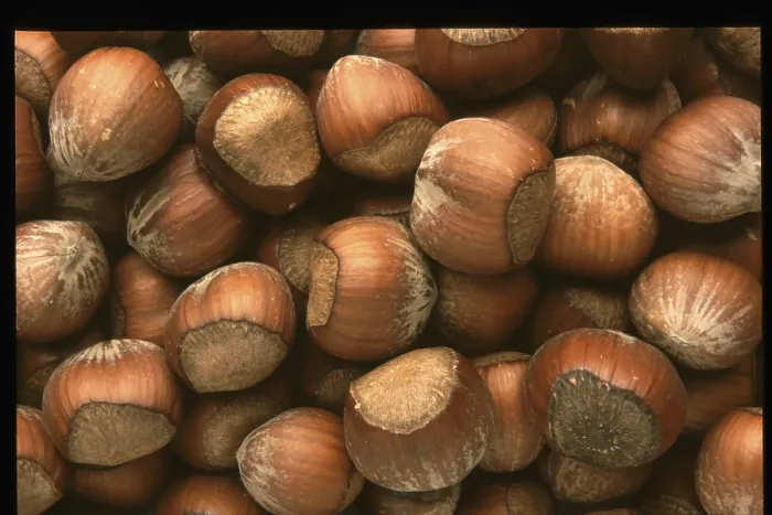Impression encadrée : Hazelnuts Impression encadrée : Hazelnuts