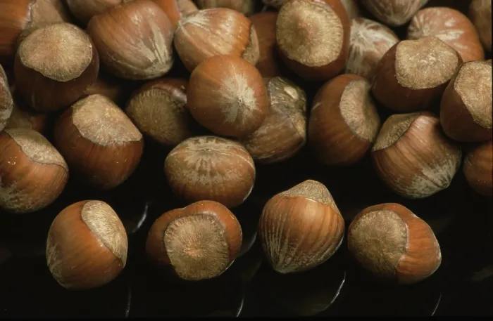 Impression encadrée : Hazelnuts Impression encadrée : Hazelnuts
