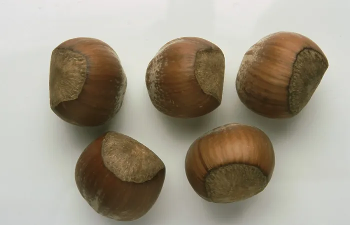 Impression encadrée : Noix de hazelnut, Noix de hazelnut.