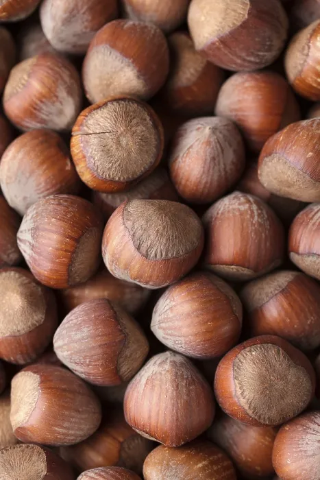 Impression encadrée : Beaucoup de noix entières de hazelnut. Impression encadrée : Beaucoup de noix entières de hazelnut.
