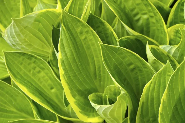 Impression encadrée : Hosta