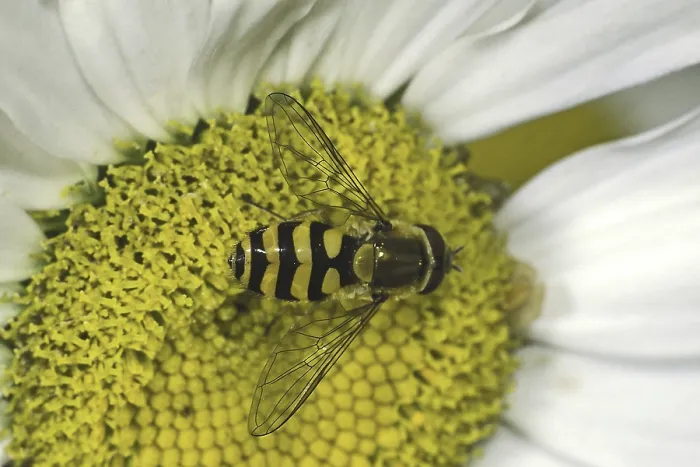 Impression encadrée : Hoverfly