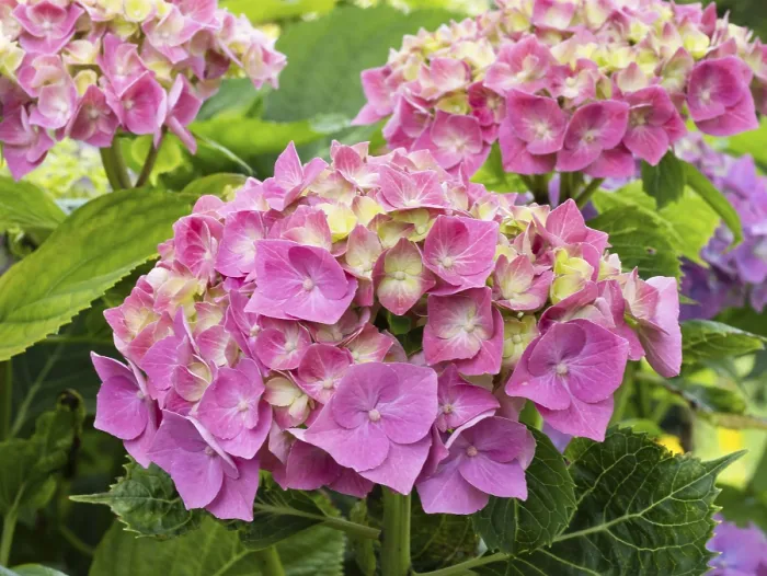 Impression encadrée : L'hydrangea en fleurs dans un jardin.