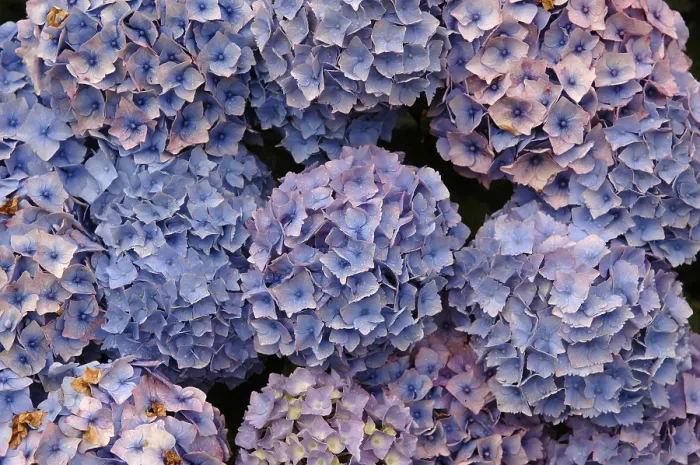 Impression encadrée : Les fleurs d'hydrangea, Hydrangea macrophylla.