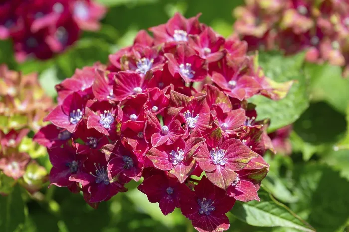 Impression encadrée : Fleur d'hydrangea (Hydrangea), en gros plan. Impression encadrée : Fleur d'hydrangea (Hydrangea), en gros plan.