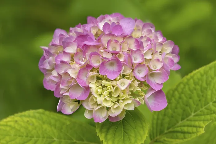 Impression encadrée : Hydrangea, hydrangea, fleur d'hydrangée.