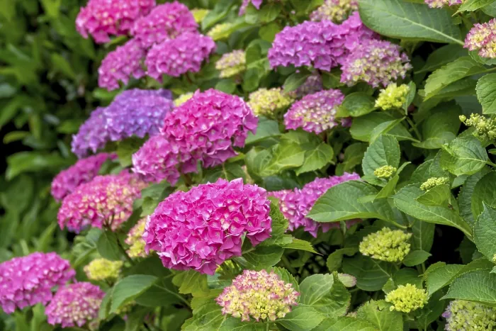 Impression encadrée : Hydrangea, hydrangea, fleur d'hydrangée.