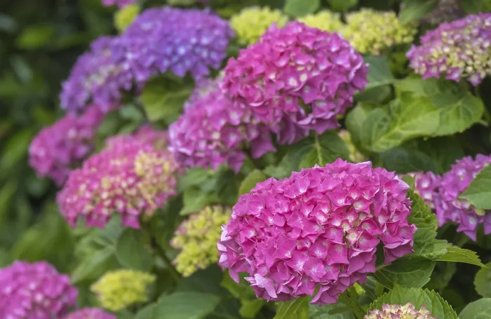Impression encadrée : Hydrangea, hydrangea, fleur d'hydrangée. Impression encadrée : Hydrangea, hydrangea, fleur d'hydrangée.
