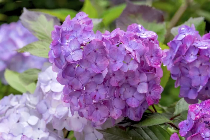Impression encadrée : L'hydrangea, l'hydrangea, fleur d'hydrangea. Impression encadrée : L'hydrangea, l'hydrangea, fleur d'hydrangea.