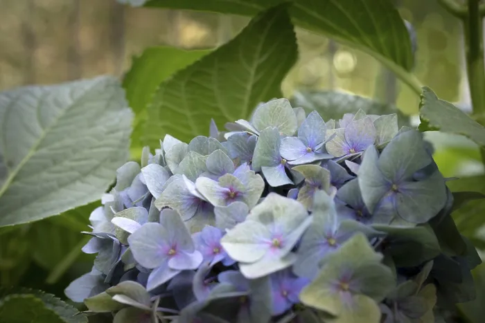Impression encadrée : Hydrangea (Hydrangea macrophylla) Impression encadrée : Hydrangea (Hydrangea macrophylla)