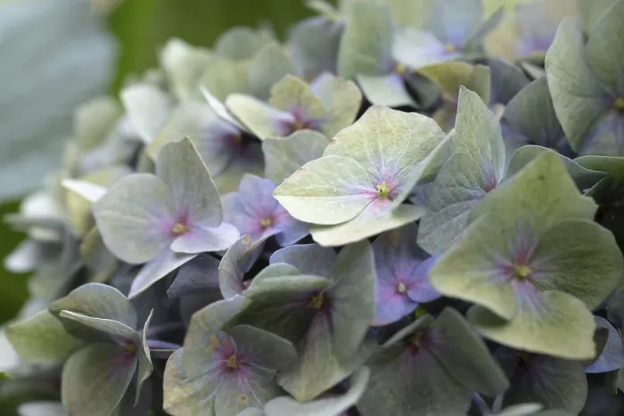 Impression encadrée : Hydrangea (Hydrangea macrophylla) Impression encadrée : Hydrangea (Hydrangea macrophylla)