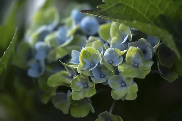 Impression encadrée : Hydrangea (Hydrangea macrophylla)