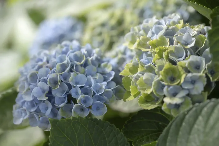Impression encadrée : L'hydrangea (Hydrangea macrophylla). Impression encadrée : L'hydrangea (Hydrangea macrophylla).