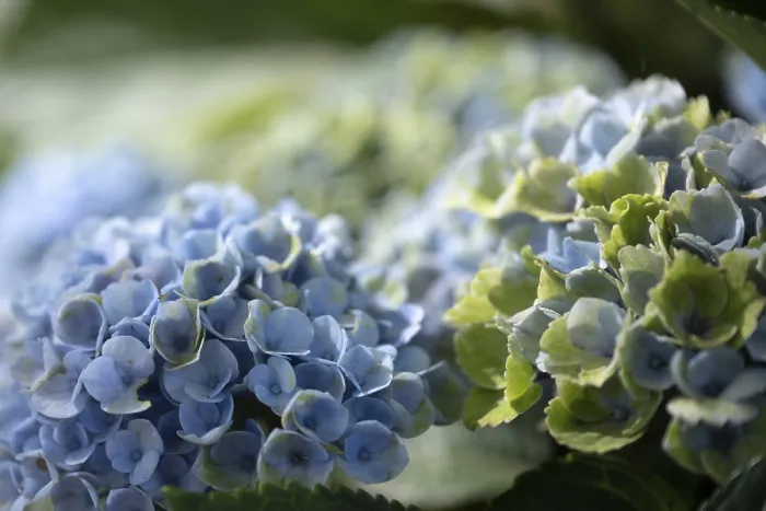Impression encadrée : Hydrangea (Hydrangea macrophylla) Impression encadrée : Hydrangea (Hydrangea macrophylla)