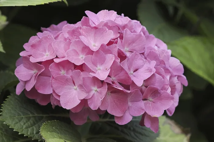 Impression encadrée : Hydrangea (Hydrangea macrophylla)