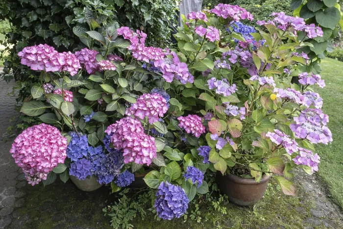 Impression encadrée : Hydrangea (Hydrangea macrophylla)