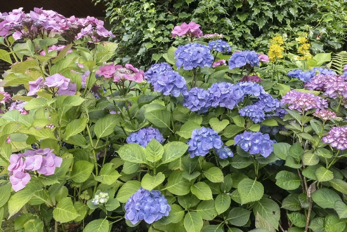Impression encadrée : Hydrangea (Hydrangea macrophylla) Impression encadrée : Hydrangea (Hydrangea macrophylla)