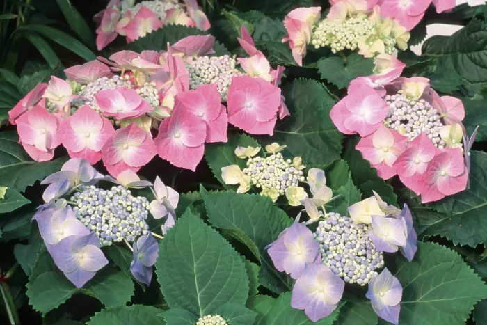 Impression encadrée : Hydrangea (Hydrangea macrophylla) Impression encadrée : Hydrangea (Hydrangea macrophylla)