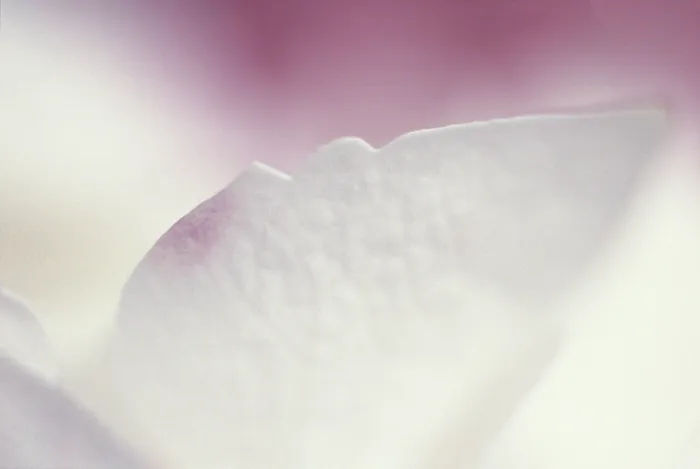 Impression encadrée : L'hydrangea macrophylla arbuste.