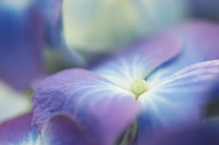 Impression encadrée : L'hydrangea macrophylla arbuste. Impression encadrée : L'hydrangea macrophylla arbuste.
