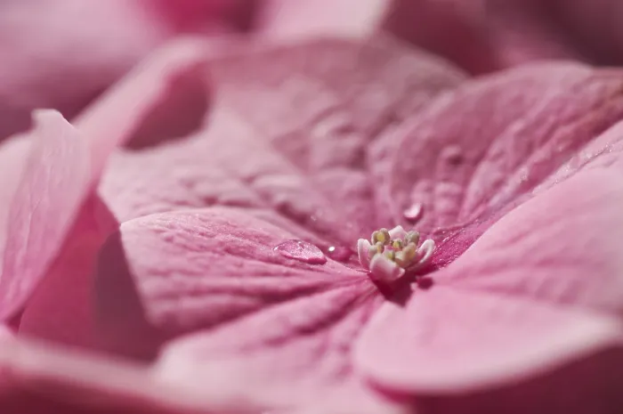 Impression encadrée : L'hydrangea macrophylla arbrisseau. Impression encadrée : L'hydrangea macrophylla arbrisseau.