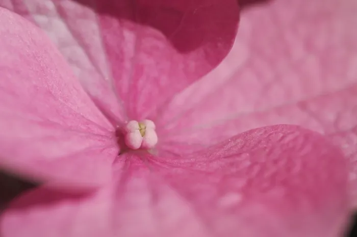 Impression encadrée : L'hydrangea macrophylla arbuste. Impression encadrée : L'hydrangea macrophylla arbuste.