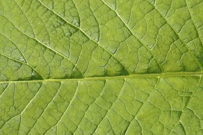 Impression encadrée : Fond d'image - structure foliaire.