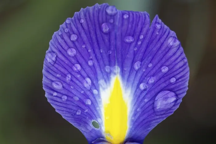 Impression encadrée : Iris Impression encadrée : Iris