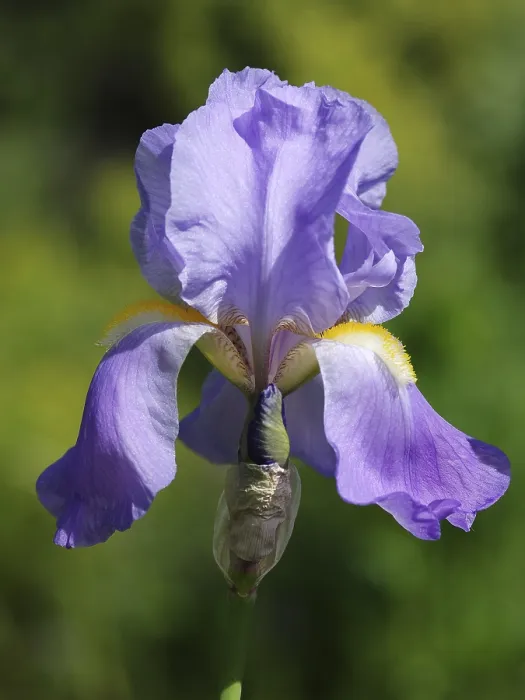 Impression encadrée : Iris Impression encadrée : Iris