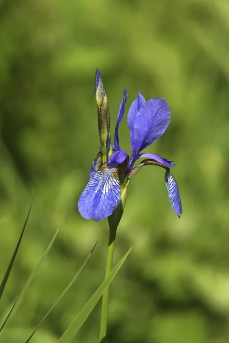 Impression encadrée : Iris