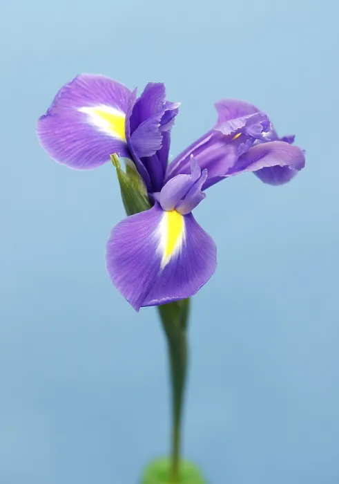 Impression encadrée : Iris (Iris)