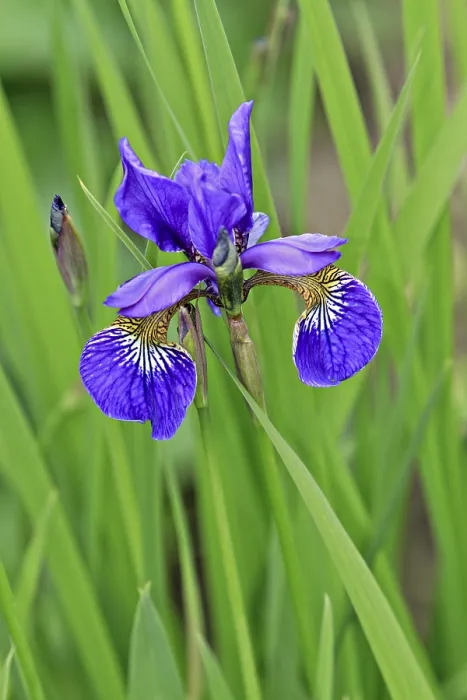Impression encadrée : Iris (Iris) Impression encadrée : Iris (Iris)