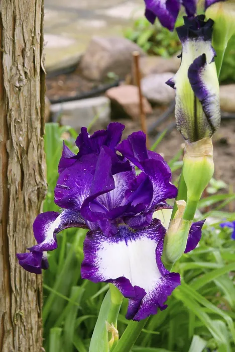 Impression encadrée : Iris, iris
