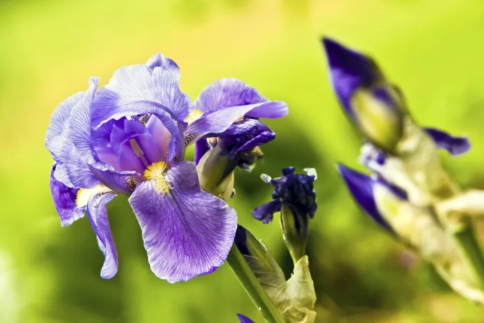 Impression encadrée : L'iris (Iris croatica)