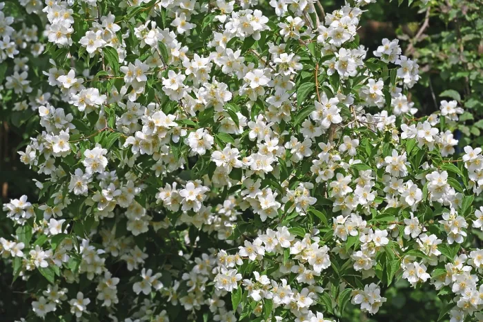 Impression encadrée : Jasmin