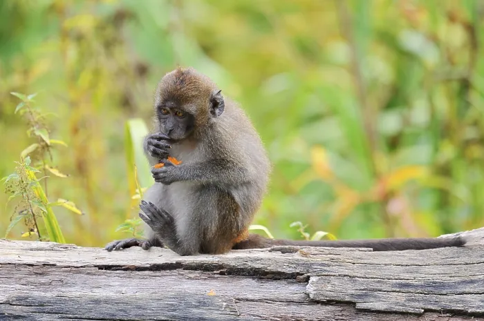Impression encadrée : Java monkey (Macaca fascicularis), juvénile, captif, présence en Asie du Sud-Est Impression encadrée : Java monkey (Macaca fascicularis), juvénile, captif, présence en Asie du Sud-Est
