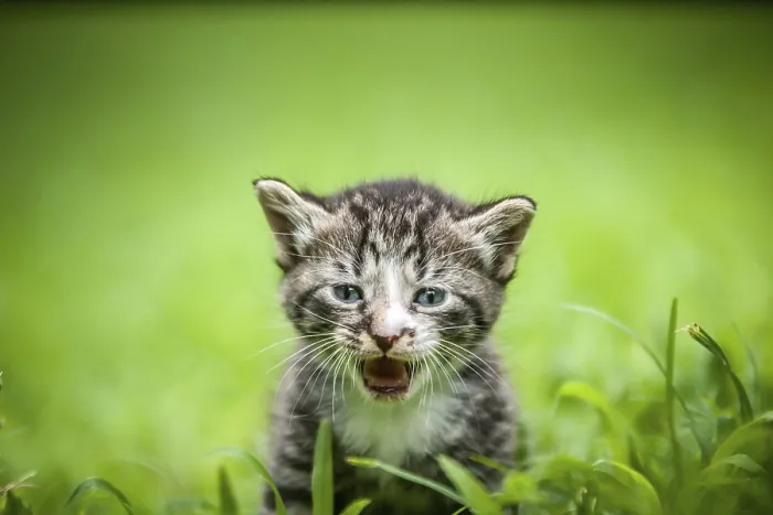 Impression encadrée : Chaton dans l'herbe. Impression encadrée : Chaton dans l'herbe.