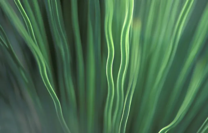 Impression encadrée : Leaf