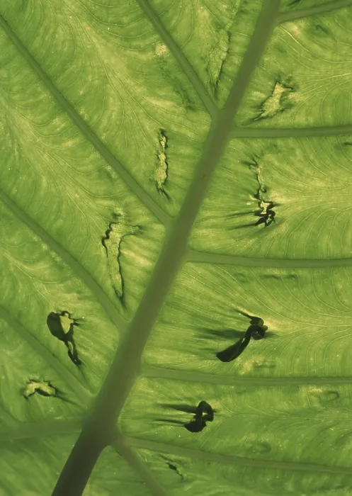 Impression encadrée : Leaf Impression encadrée : Leaf