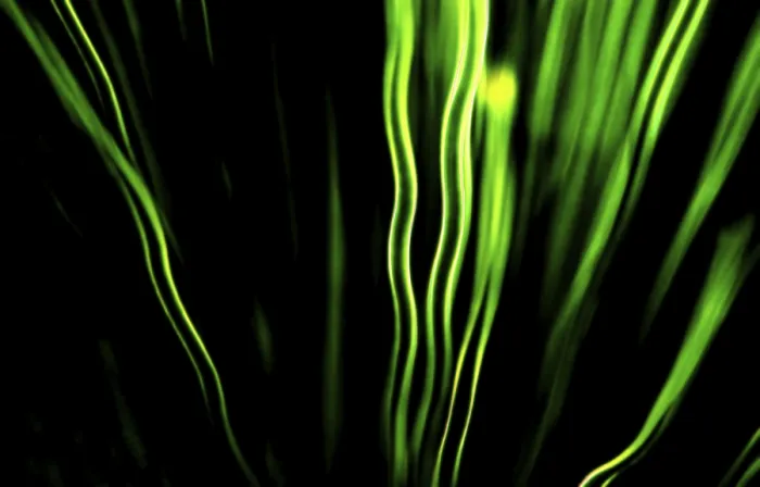 Impression encadrée : Leaf