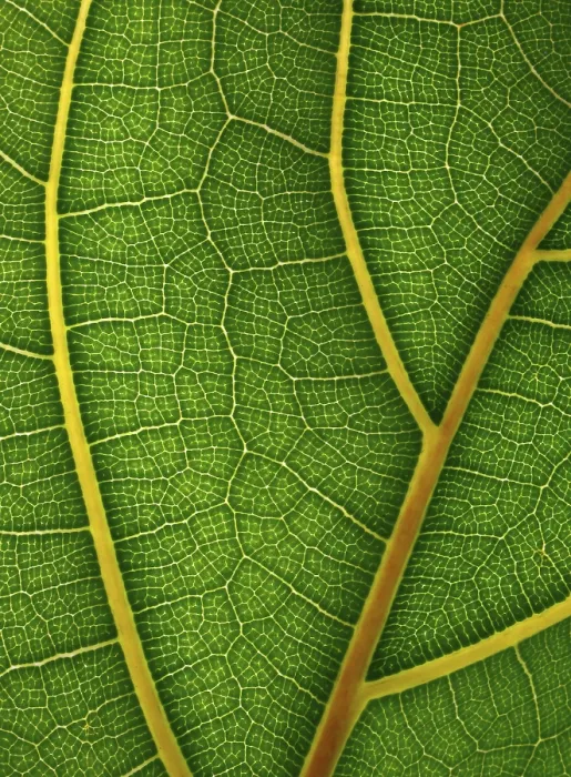 Impression encadrée : Détail de feuille. Impression encadrée : Détail de feuille.