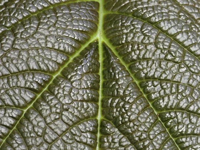 Impression encadrée : Détail de feuille.
