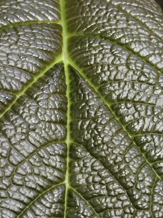 Impression encadrée : Détail de feuille. Impression encadrée : Détail de feuille.