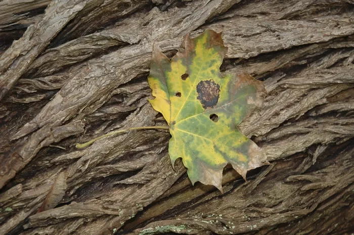 Impression encadrée : Feuille sur écorce.