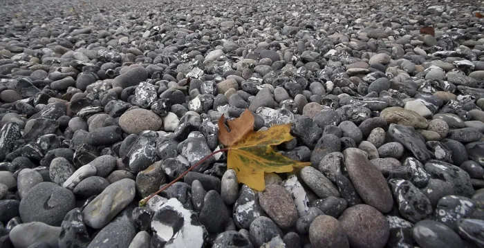 Impression encadrée : Feuille sur la plage.