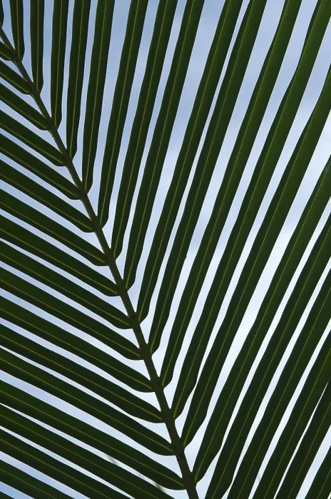 Impression encadrée : Feuille d'un palmier.