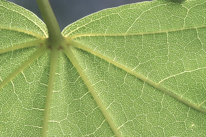 Impression encadrée : Structure foliaire
