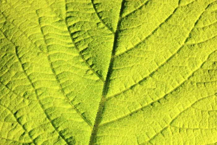 Impression encadrée : Structure de la feuille, vue rapprochée.