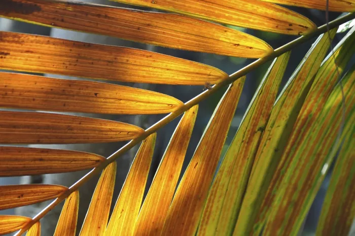 Impression encadrée : FEUILLE, STRUCTURE, STRUCTURES FOLIAIRES. Impression encadrée : FEUILLE, STRUCTURE, STRUCTURES FOLIAIRES.